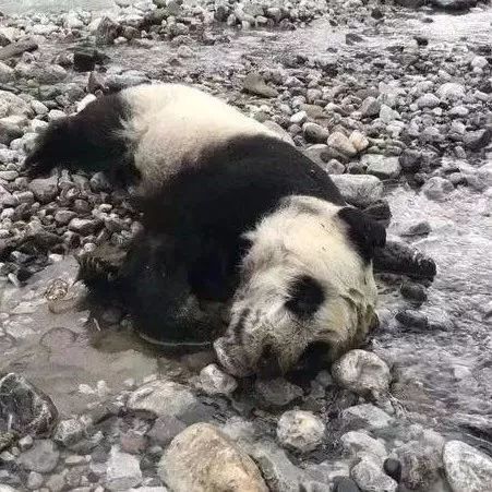 四川黑水河山洪暴发,半岁大熊猫溺水死亡!胃里还有奶