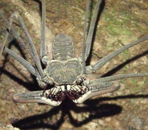 鞭蛛是介乎于蜘蛛和蝎子之间的一个品种融合了双方的一些特点