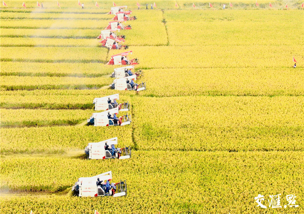 盱眙稻田音乐会喜迎农民丰收节