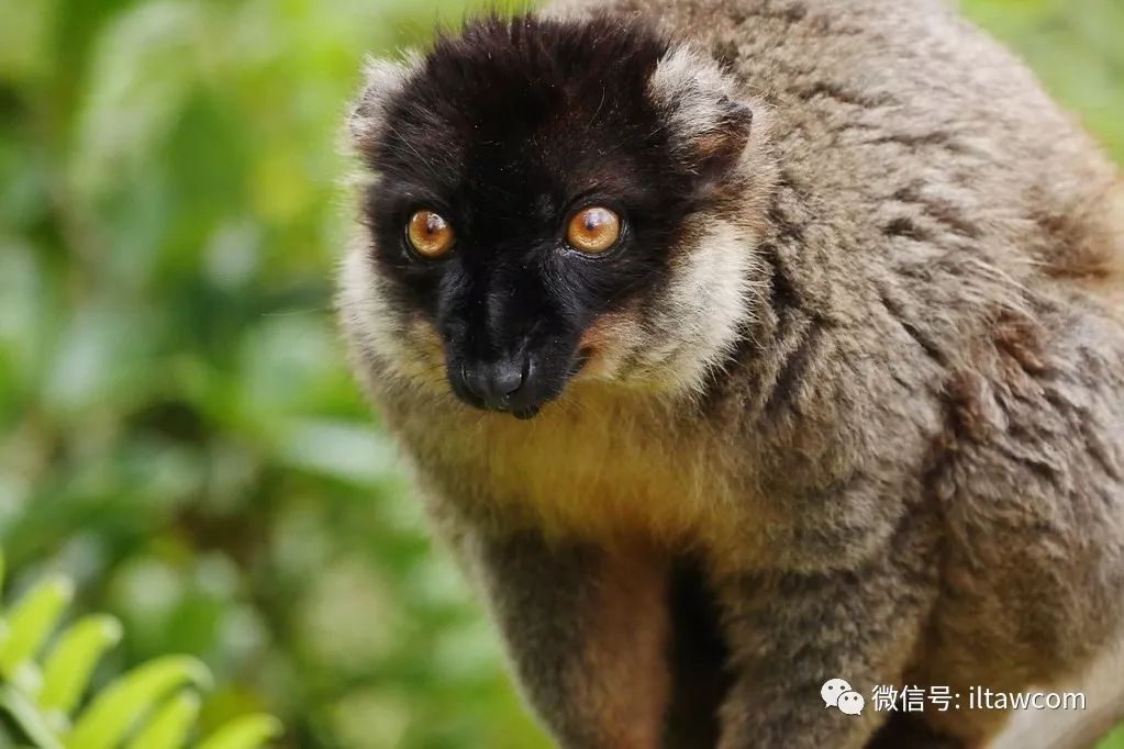 物种图册-褐狐猴