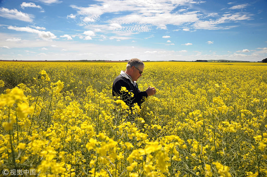油菜花田 @视觉中国