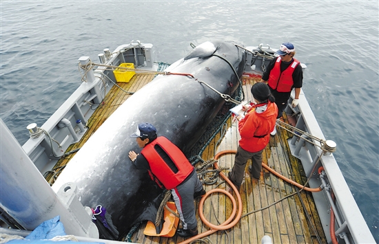 日本宣布退群恢复商业捕鲸