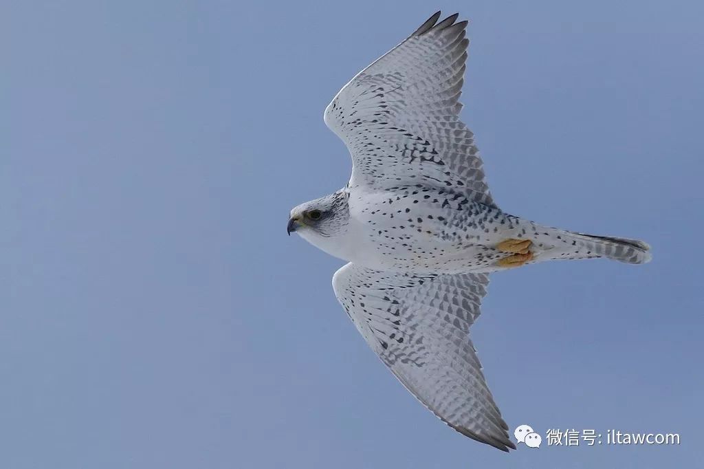 神俊最数海东青|海东青|褐色|白色_新浪新闻