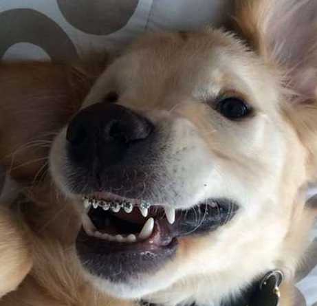 狗狗暴牙戴牙套进行短期治疗 网友看了表示深有同感