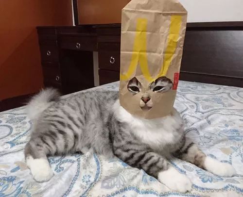 主人用纸袋,给猫做了个头套后,哈哈,猫要打人了.
