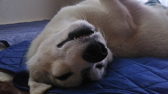 年度最佳表情!网友晒出爱犬二哈半夜诡异照 双目放光吓死人