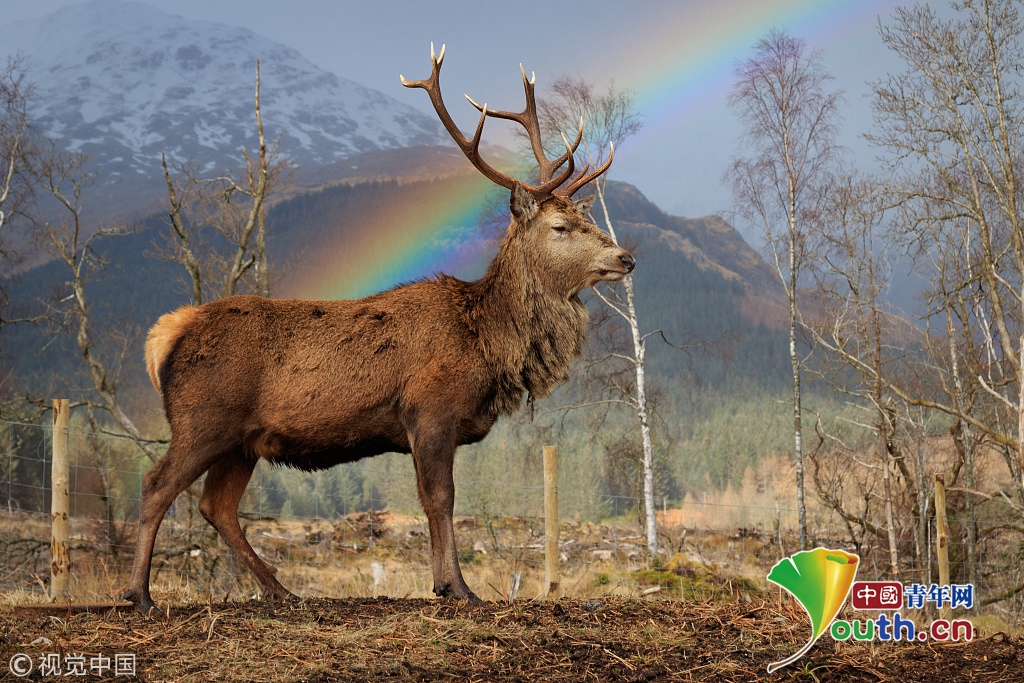 英国两只牡鹿彩虹下"对角" 画面宁和美好