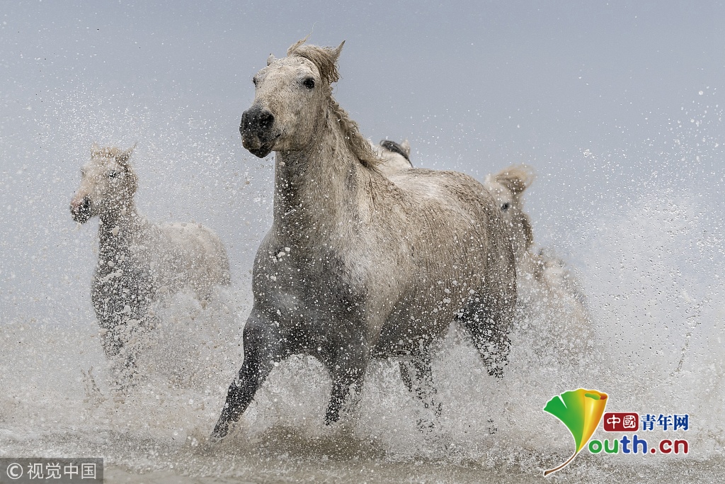 法国古老马种海中奔跑气势十足