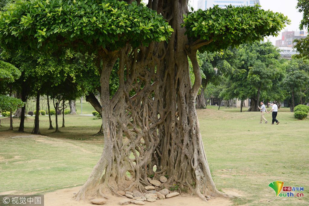 南宁现奇葩景观大树形似蜘蛛网树干宽大扁平如网状交织