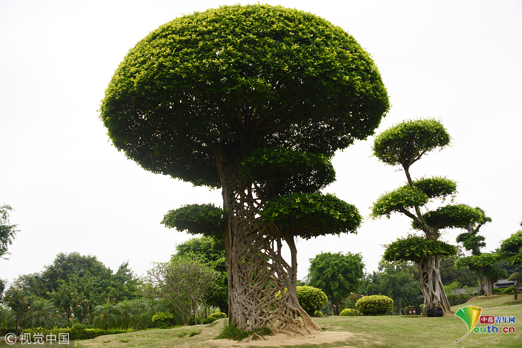 南宁现奇葩景观大树形似蜘蛛网树干宽大扁平如网状交织