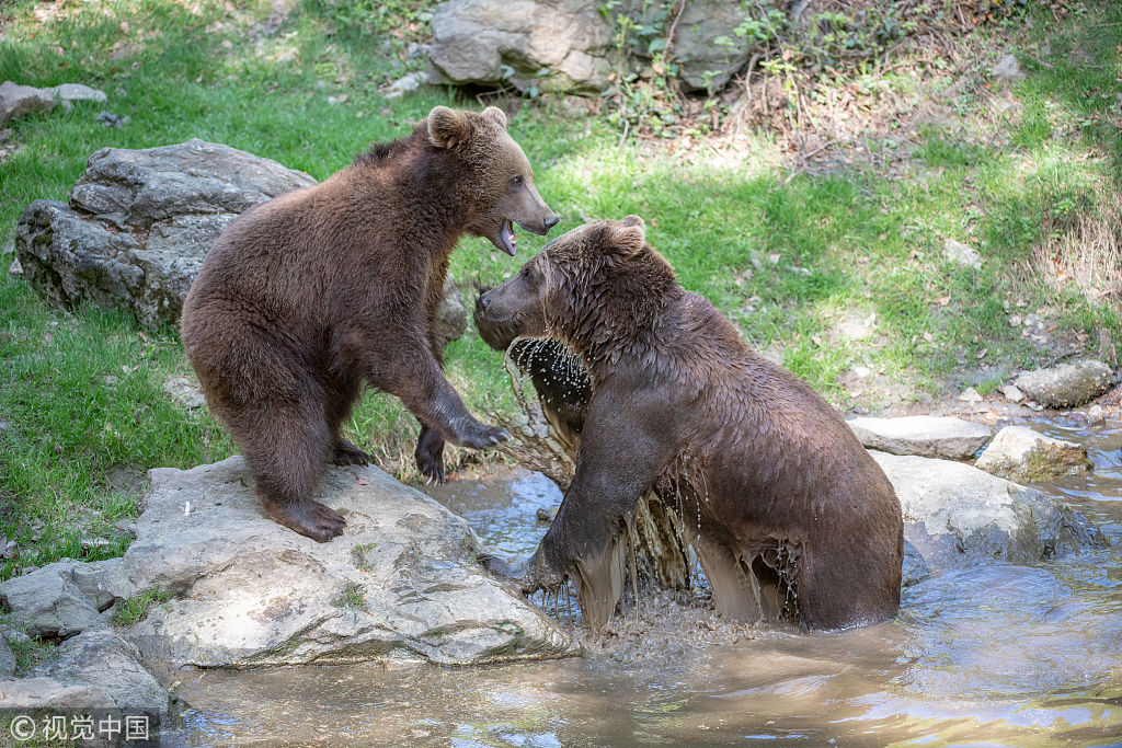 德国小熊兄妹森林内嬉戏打闹亲密无间