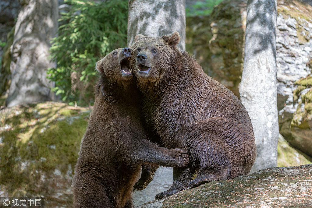 德国小熊兄妹森林内嬉戏打闹亲密无间