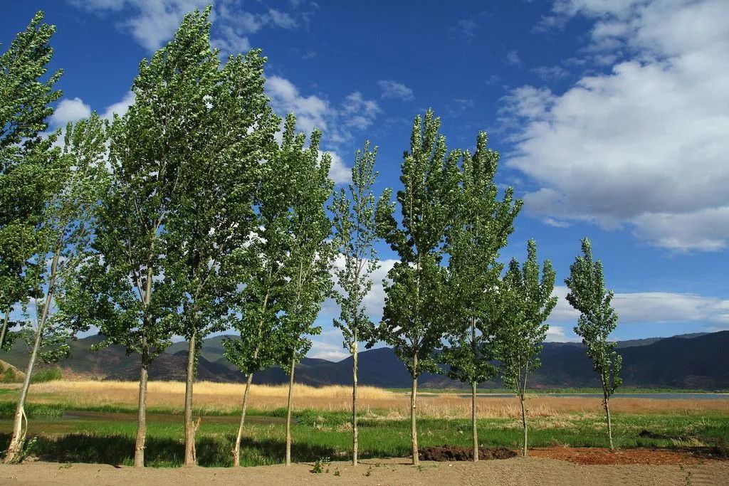 吕新 | 阳光下的眺望