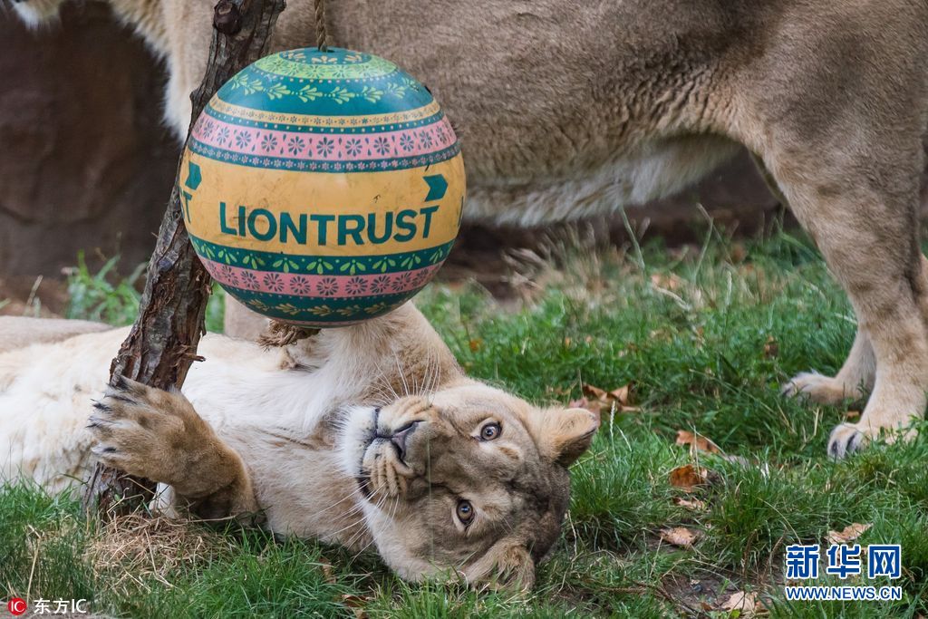 伦敦动物园狮子玩球迎世界狮子日组图