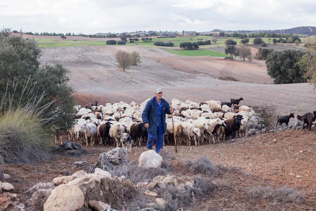 西班牙推出 农民相亲巴士 ,牧羊人的爱情很难找
