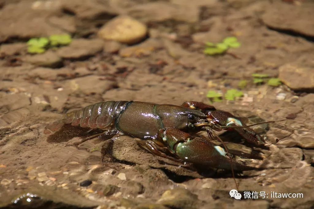 物种图册-通讯螯虾