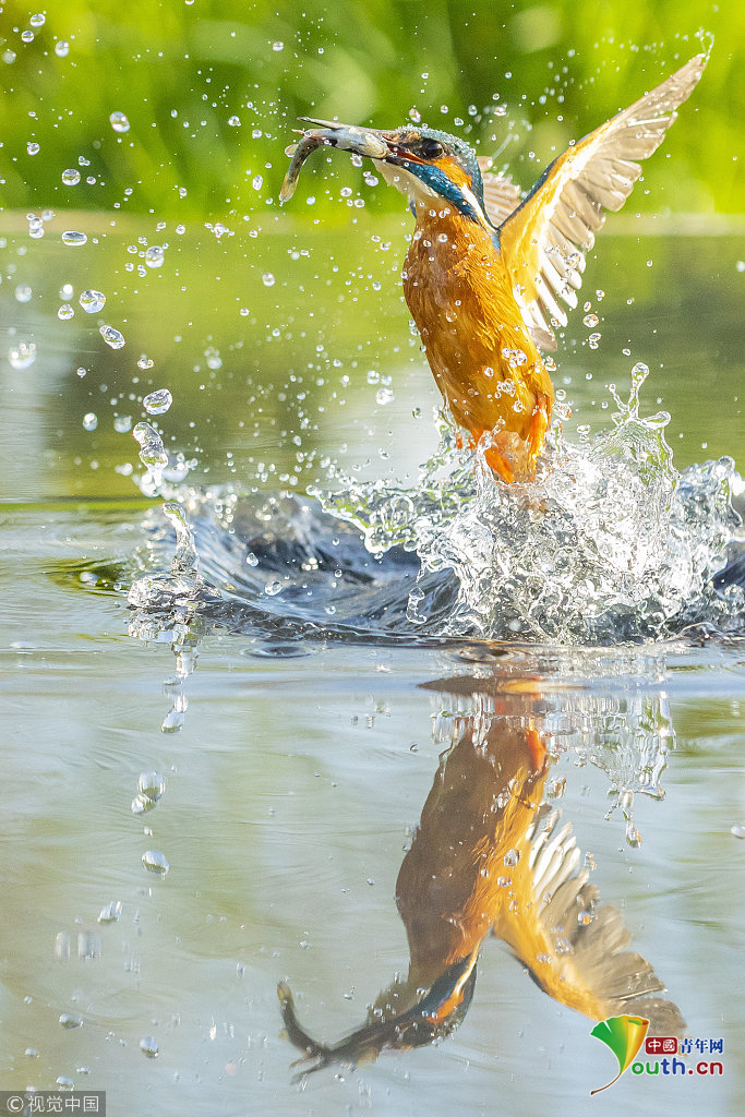 翠鸟俯冲进水捉鱼