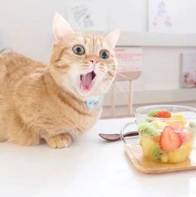 这只小短腿小橘猫好萌，主人给戴上各种可爱帽子，瞬间更萌了...|橘猫|短腿|帽子_新浪新闻