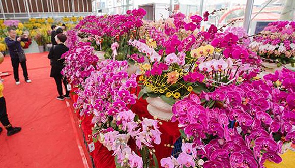 第35届佛山陈村迎春花市开市啦花市持续至2月3日