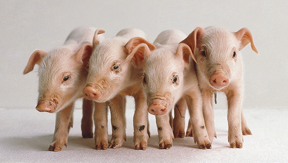 农业农村部解读非洲猪瘟疫情:防控具有复杂性