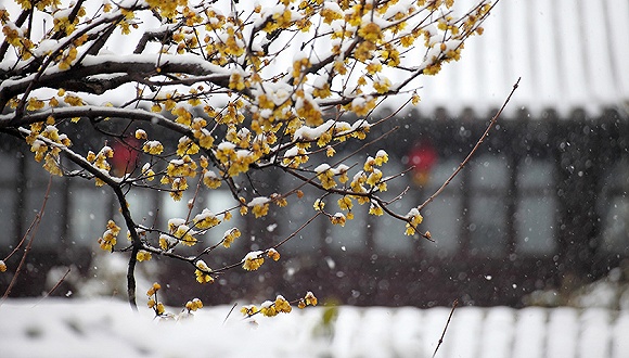 中东部大范围雨雪阻春运南方冰火两重天