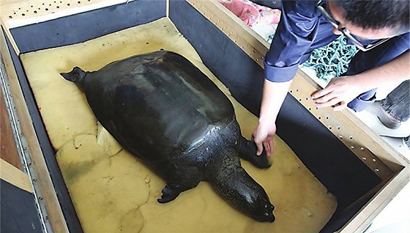 中国唯一雌性斑鳖人工授精后死亡,全球仅剩三只