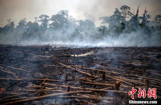 秘鲁农民为开荒焚烧林地 林间烟雾弥漫
