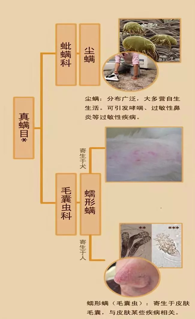 每晚,100万虫子在你脸上钻洞|螨虫|蠕形螨|排泄物_新浪新闻