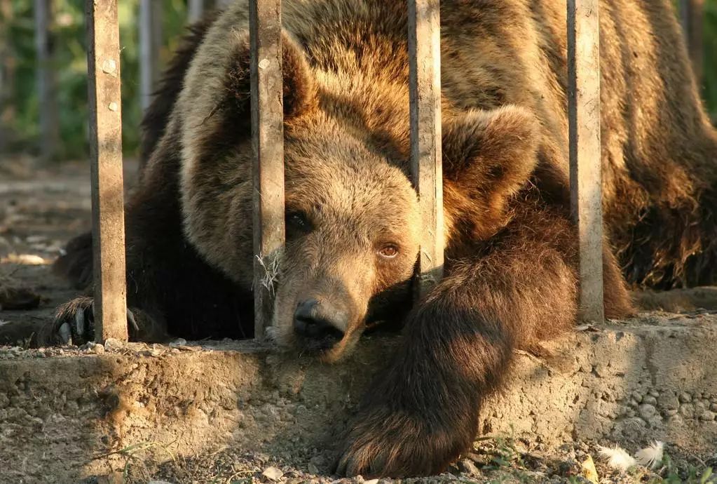 专栏| 动物们流泪是怎么回事?它们也有悲伤情绪吗?