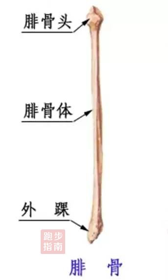 腓骨 属于小腿双骨中的另一块,位于小腿外侧,胫骨外后方,较细,是附连