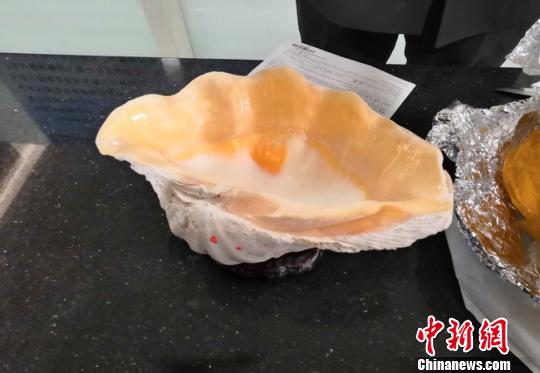 天津海关今年首次截获违规进境砗磲制品
