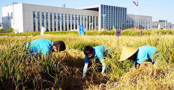 2017年9月28日，青岛海水稻研发中心的工作人员收割耐盐碱水稻。 新华社 图