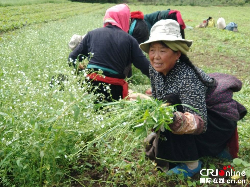 仁青卓玛和其他村民在当归田里除草党的精准扶贫政策,使小小的绿色