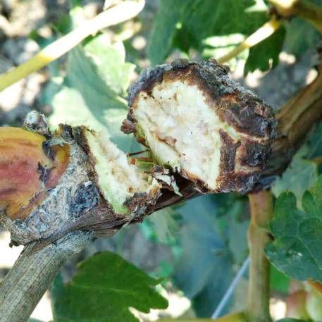 葡萄茎秆和根部出现肿块需留意,可能是根癌病