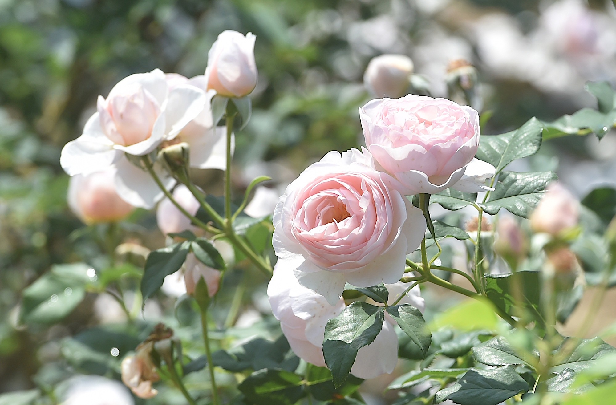 蔷薇科三姐妹同时绽放赶在炎夏到来前去植物园赏花吧