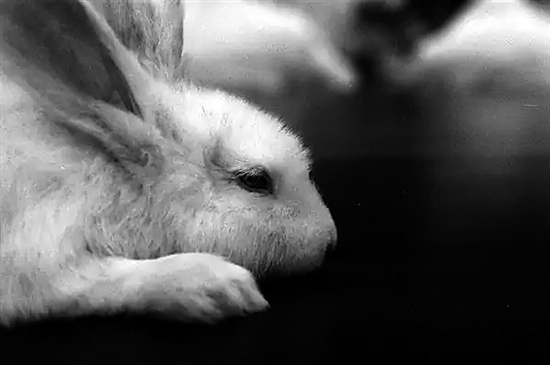 金鱼与鲫鱼"杂交"产生的童鱼尾巴发生了明显异常(资料图片)