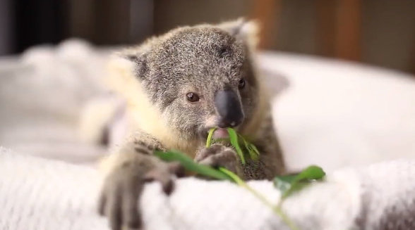 今日份的治愈:吃树叶的考拉宝宝!