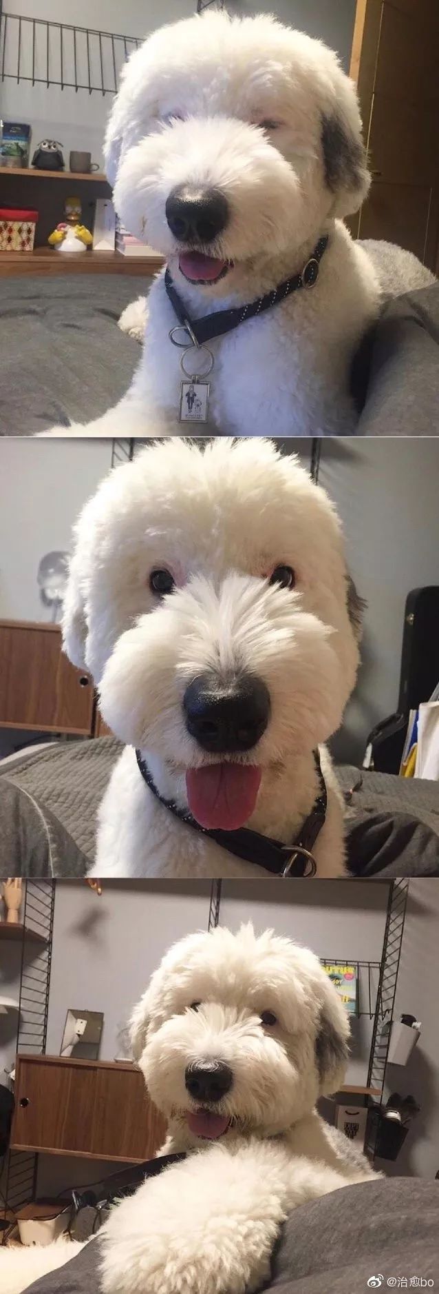 史努比即视感!狗子真的是这个世界上最可爱的生物了!