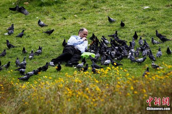  资料图：伦敦圣詹姆斯公园内，一名游客在给鸽子喂食。记者 富田 摄