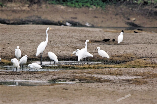 南沙湿地百鸟归巢 景区供图