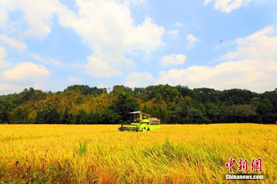 资料图：江西省泰和县桥头镇农民在收割优质稻。邓和平 摄