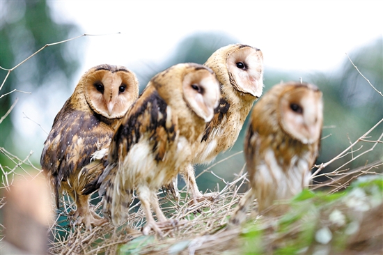 猴面鹰与猫头鹰有区别吗