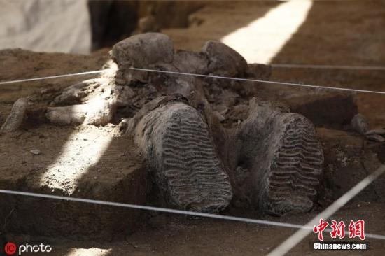 当地时间11月6日，墨西哥图尔特佩克市，当地一处人工陷阱中发现猛犸象遗骸。考古学家推断，这可能是全世界第一个猛犸象人工陷阱。图片来源：ICphoto