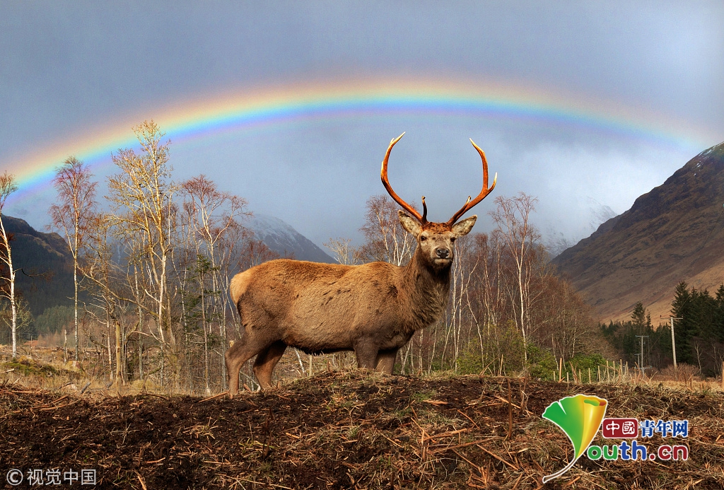 英国两只牡鹿彩虹下"对角" 画面宁和美好