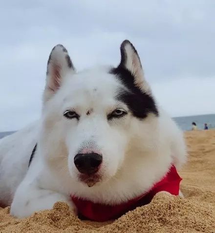 混血哈士奇拥有超美的颜值,然而它却走着二哈的路线,笑喷了!