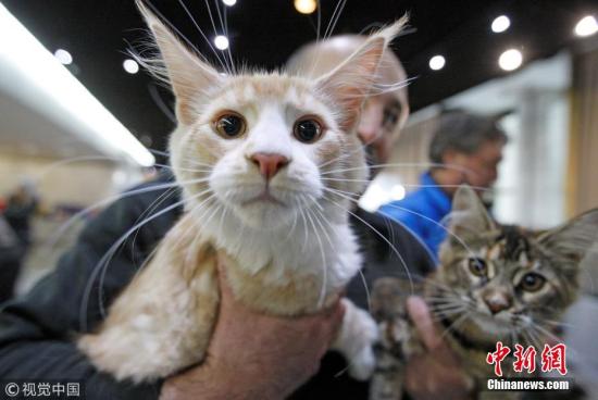 资料图：猫。 图片来源：视觉中国
