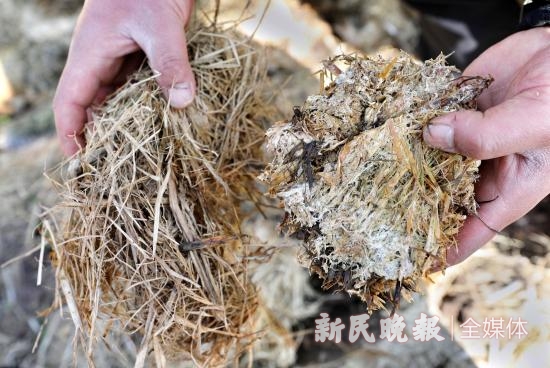 稻田秸秆上竟能长出"赤松茸"?一整条菌菇循环生态链崇明岛上渐成形