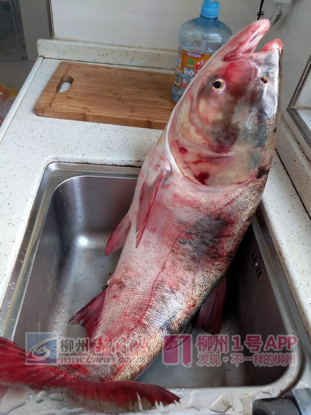 近1米长,21斤!市民从柳江河钓起的这种"胖鱼"你见过吗?