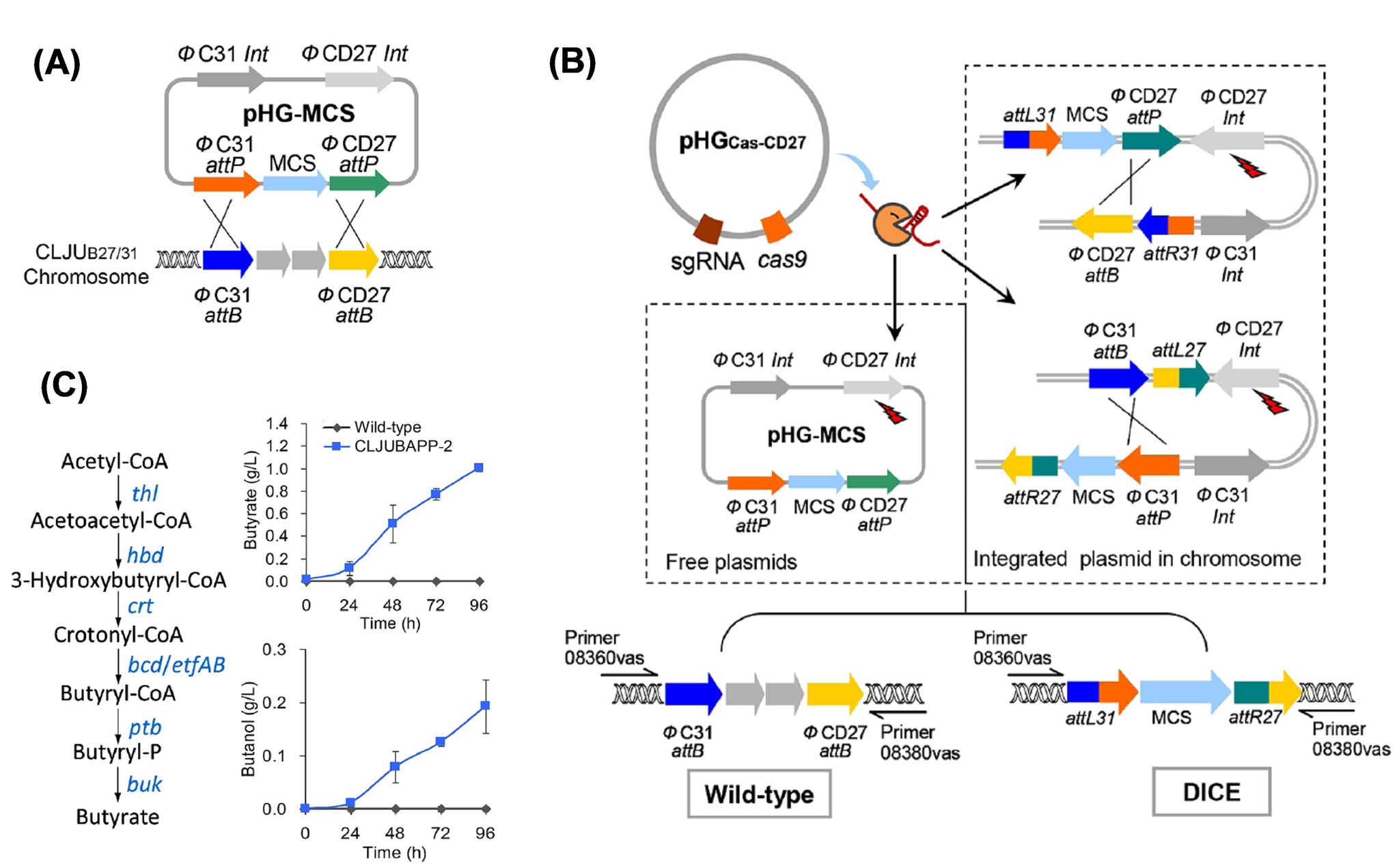 科学家建立食气梭菌大片段基因簇染色体整合表达新技术