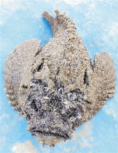 宛若化石渔民捕获剧毒石鱼